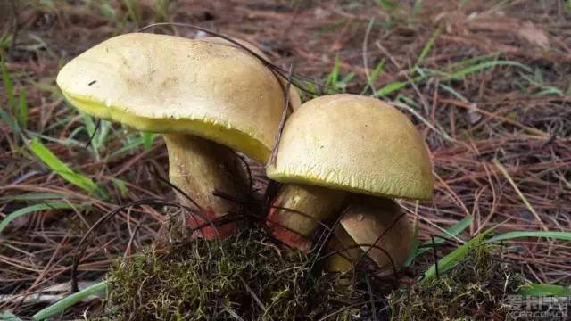 十大外围足球平台app-陈乔恩亮相品牌盛典  遇好友贾乃亮齐走红毯